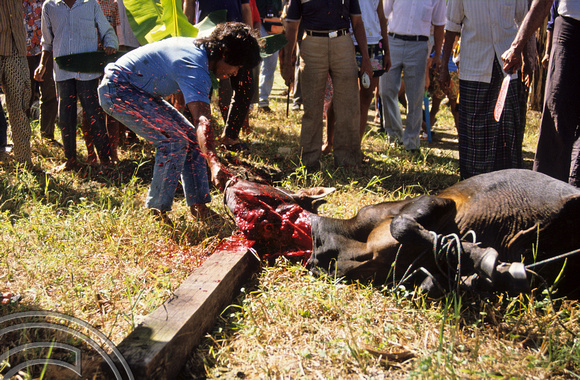 T3692. Slaughtered cow. Maninjau. Sumatra. Indonesia. 1992.