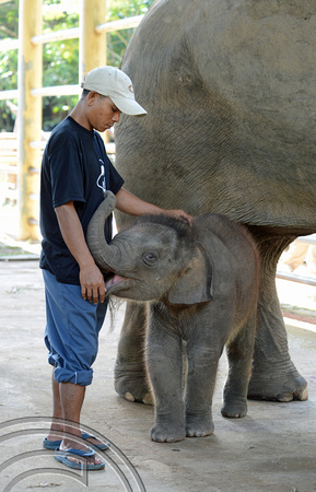 DG132995. Baby elephant. Chiang Mai Elephant Park. Thailand. 4.12.12.