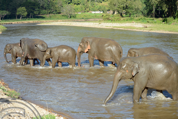 DG133151. Elephants. Chiang Mai Elephant Park. Thailand. 4.12.12.