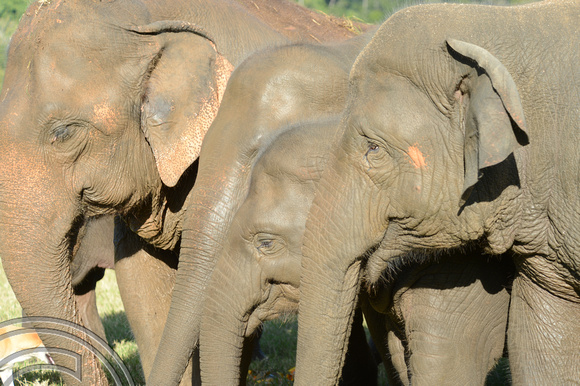 DG133289. Elephants. Chiang Mai Elephant Park. Thailand. 4.12.12.