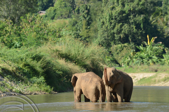 DG133077. Elephants. Chiang Mai Elephant Park. Thailand. 4.12.12.