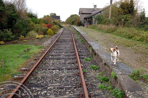 FDG2509. Station guard dog Askeaton. Ireland. 23.10.05.