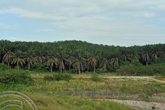DG390409. Palm oil plantation. Paloh. Johor state. Malaysia. 7.3.2023.