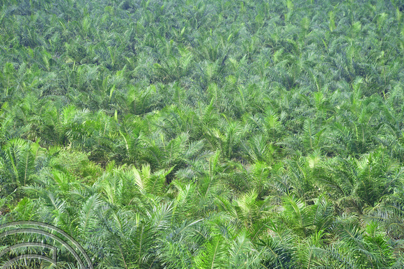 DG390437. Palm oil plantation. Paloh. Johor state. Malaysia. 7.3.2023.
