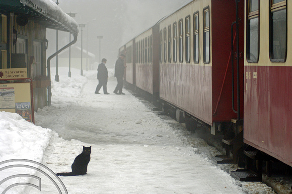 FDG2864. Station cat. Harz railway. Germany. 16.2.06.