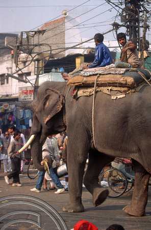 T4612. Elephant walking through the Paharganj. Old Delhi. India. January 1994.