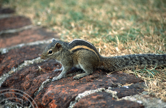 17253. Chipmunk in the hotel grounds. Galle Face Hotel. Colombo. Sri Lanka. 11.01.04