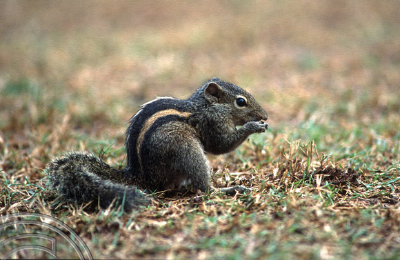 17254. Chipmunk in the hotel grounds. Galle Face Hotel. Colombo. Sri Lanka. 11.01.04