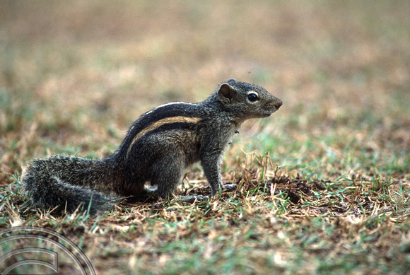 17255. Chipmunk in the hotel grounds. Galle Face Hotel. Colombo. Sri Lanka. 11.01.04