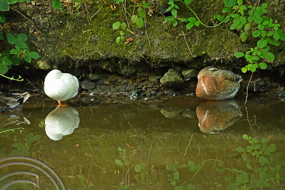 DG276929. Ducks sleeping on the Rochdale canal. Sowerby. 16.7.17