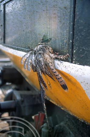 04005. Remains of a pheasant on a Class 91. Doncaster. 09.07.1994