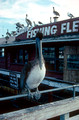 T02610. Pelican at the wharf. Monterey. California. 25th October 1990