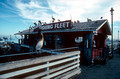 T02609. Pelicans at the wharf. Monterey. California. 25th October 1990