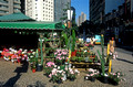T13491. Flower stall selling cacti. Centro. Rio de Janeiro. Brazil. 7.8.2002