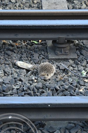 DG256700. Hedgehogs and third rail don't mix. Formby. 29.9.16