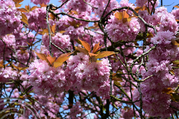 DG414422. Cherry blossom. Todmorden. 21.4.2024.