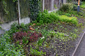 DG414612. Community rail gardening. Wylde Green. 23.4.2024.