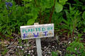 DG414613. Community rail gardening. Wylde Green. 23.4.2024.