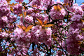 DG414422. Cherry blossom. Todmorden. 21.4.2024.