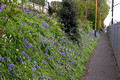 DG414604. Community rail gardening. Wylde Green. 23.4.2024.