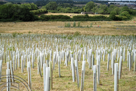 DG376253. HS2 mitigation planting.  Ladbroke Hill. Northamptonshire. 4.8.2022.
