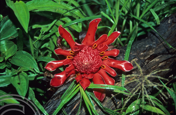 T3765. Wild ginger flower. Siberut. Mentawai Islands. Indonesia. 1992.