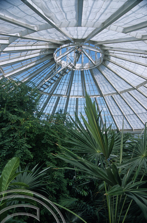 T5378. Inside the Palm House in the botanic gardens. Copenhagen. Denmark. August 1995