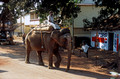 T5754. Elephant in the village. Arambol. Goa. India. December 1995