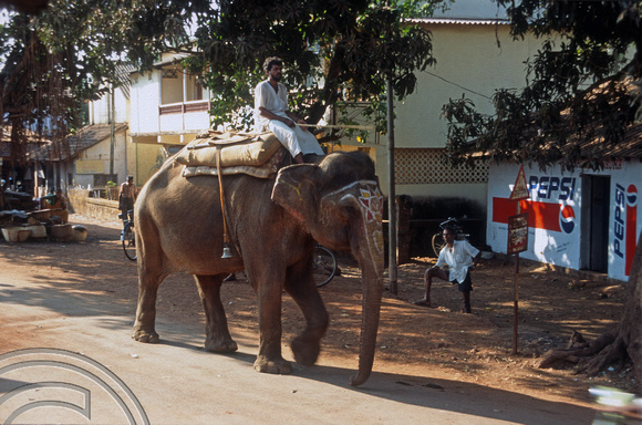 T5754. Elephant in the village. Arambol. Goa. India. December 1995