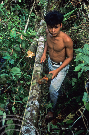 T3773. Cutting loincloths. Siberut. Mentawai Islands. Indonesia. 1992.