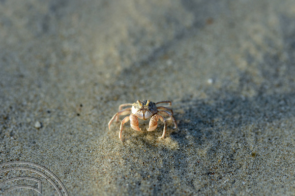 DG166403. Baby crab. Mam Kai Bae. Ko Chang. Thailand. 7.12.13.
