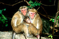 T14752. Toque macque monkeys. Sri Lanka. 2003.
