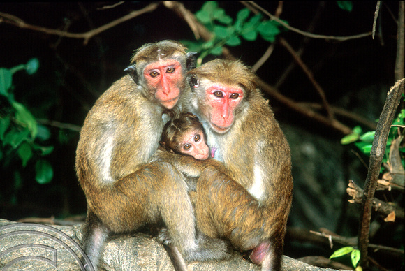 T14752. Toque macque monkeys. Sri Lanka. 2003.