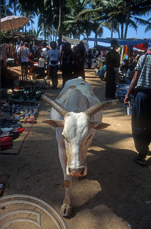 T5587. Shopping cow. The flea market. Anjuna. Goa. India. December 1995