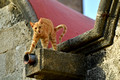 DG383164. Cat in the Medieval city. Rhodes. Greece. 19.10.2022.