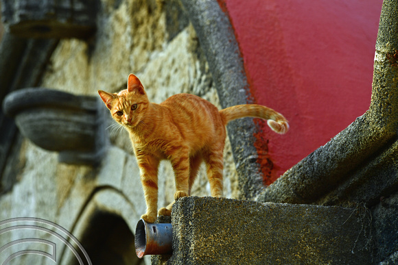 DG383168. Cat in the Medieval city. Rhodes. Greece. 19.10.2022.