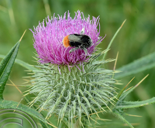 DG217433. Pollen laden bee. Scotland. 11.7.15