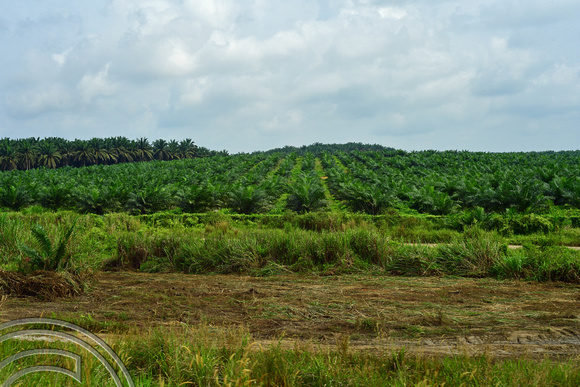 DG386735. Palm oil plantations nd replanting north of Paloh. Malaysia. 15.1.2023.