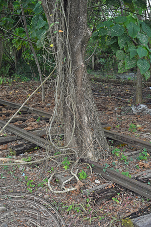 DG386919. Tree through the tracks. . The old station. Gemas. Malaysia. 15.1.2023.
