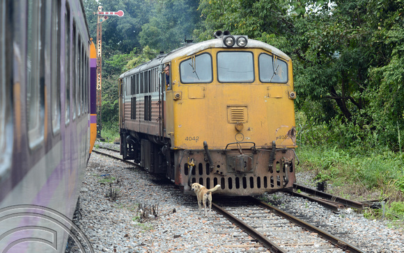 DG132364. 4042 Khun Tan. Thailand. 29.11.12.
