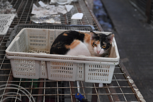 DG386993. Cat in a basket off Jalan Heng Lekir. Chinatown. Kuala Lumpur. 17.1.2023.