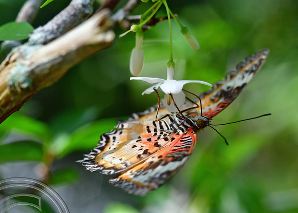 DG389198. Cethosia Hypsea Hypsina (Malay Lacewing). Butterfly farm. Penang. Malaysia. 14.2.2023.