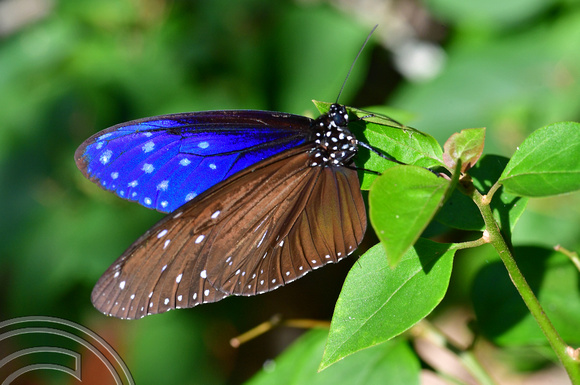 DG389192. Penang butterfly farm. Penang. Malaysia. 14.2.2023.