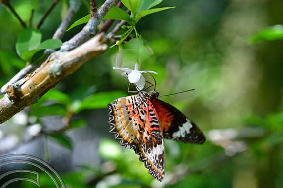 DG389200. Cethosia Hypsea Hypsina (Malay Lacewing). Butterfly farm. Penang. Malaysia. 14.2.2023.