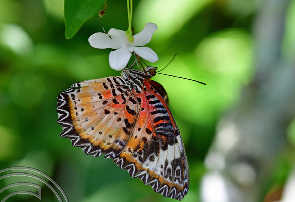 DG389202. Cethosia Hypsea Hypsina (Malay Lacewing). Butterfly farm. Penang. Malaysia. 14.2.2023.