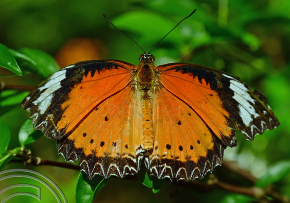 DG389315. Penang butterfly farm. Penang. Malaysia. 14.2.2023.