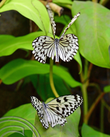 DG389335. Penang butterfly farm. Penang. Malaysia. 14.2.2023.