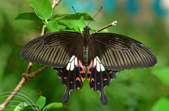 DG389296. Penang butterfly farm. Penang. Malaysia. 14.2.2023.