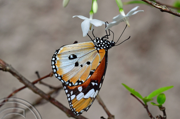 DG389282. Cethosia Hypsea Hypsina (Malay Lacewing). Butterfly farm. Penang. Malaysia. 14.2.2023.