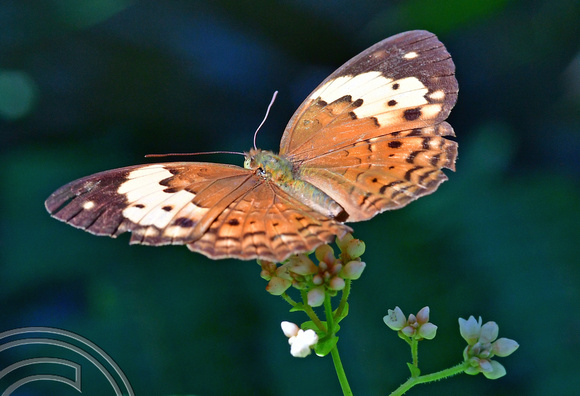 DG389206. Penang butterfly farm. Penang. Malaysia. 14.2.2023.